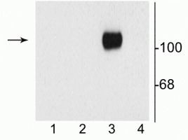 NMDAR1 Antibody in Western Blot (WB)