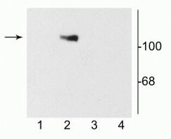 NMDAR1 Antibody in Western Blot (WB)