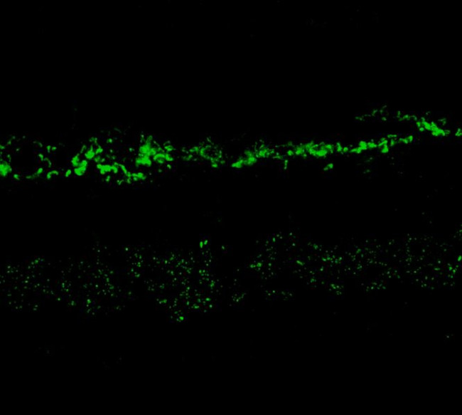 NMDAR2A Antibody in Immunohistochemistry (IHC)