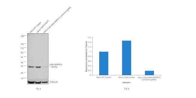 p38 MAPK Antibody