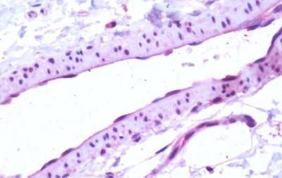 S1P1 Antibody in Immunohistochemistry (Paraffin) (IHC (P))