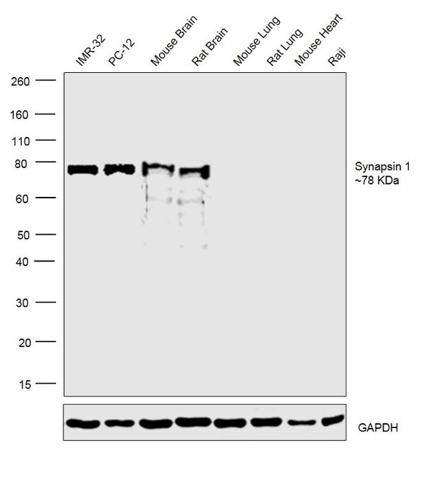 Synapsin 1 Antibody in Western Blot (WB)