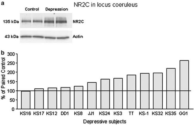 NMDAR2C Antibody in Western Blot (WB)