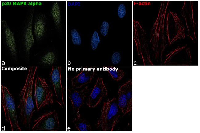 p38 MAPK Antibody in Immunocytochemistry (ICC/IF)