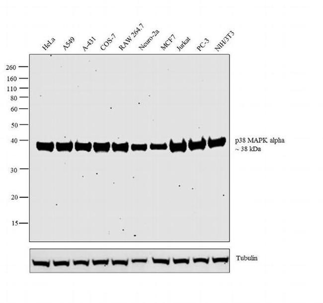 p38 MAPK Antibody in Western Blot (WB)