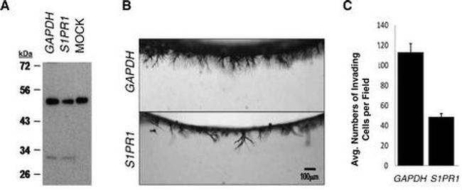 S1P1 Antibody in Western Blot (WB)