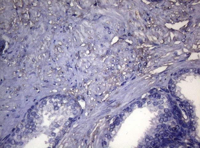 OPA3 Antibody in Immunohistochemistry (Paraffin) (IHC (P))