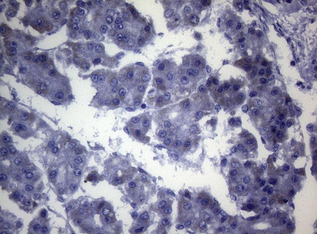 OPA3 Antibody in Immunohistochemistry (Paraffin) (IHC (P))