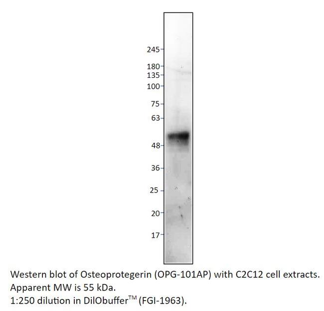 Osteoprotegerin Antibody in Western Blot (WB)