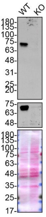 Optineurin Antibody