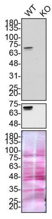 Optineurin Antibody