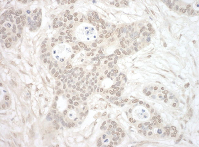 ORC3 Antibody in Immunohistochemistry (IHC)