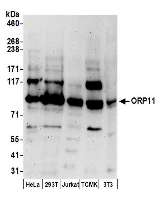 ORP11 Antibody in Western Blot (WB)