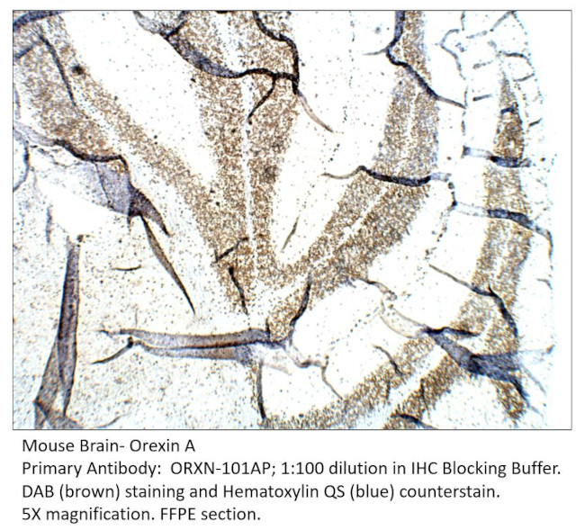 Orexin A Antibody in Immunohistochemistry (IHC)