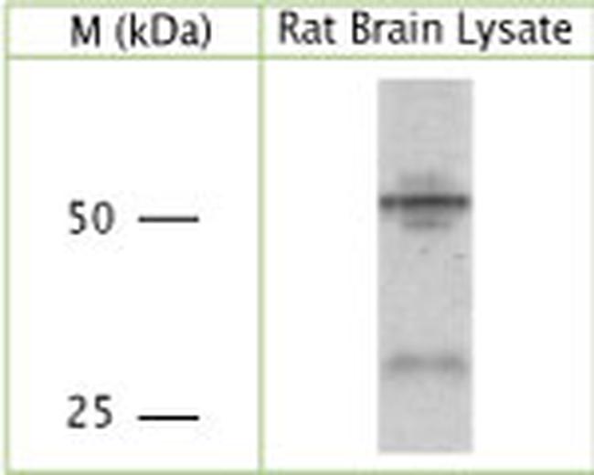 ATG4C Antibody in Western Blot (WB)