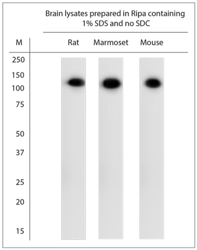 ATP1A1 Antibody in Western Blot (WB)