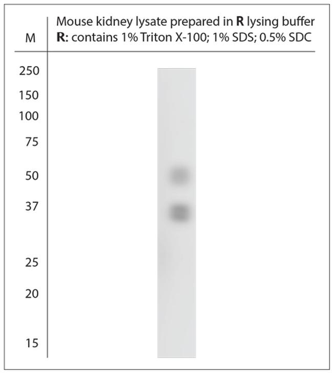 AQP2 Antibody in Western Blot (WB)