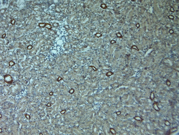 AQP3 Antibody in Immunohistochemistry (Paraffin) (IHC (P))