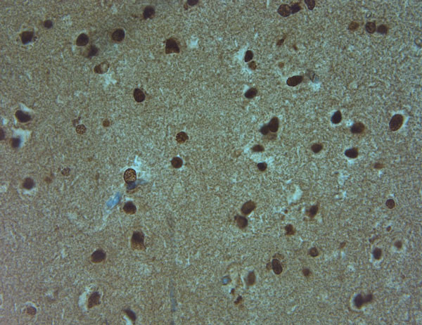 AQP9 Antibody in Immunohistochemistry (Paraffin) (IHC (P))