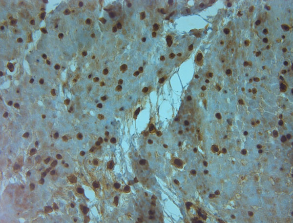 AQP9 Antibody in Immunohistochemistry (Paraffin) (IHC (P))