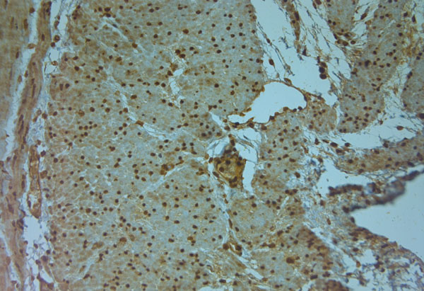 AQP9 Antibody in Immunohistochemistry (Paraffin) (IHC (P))