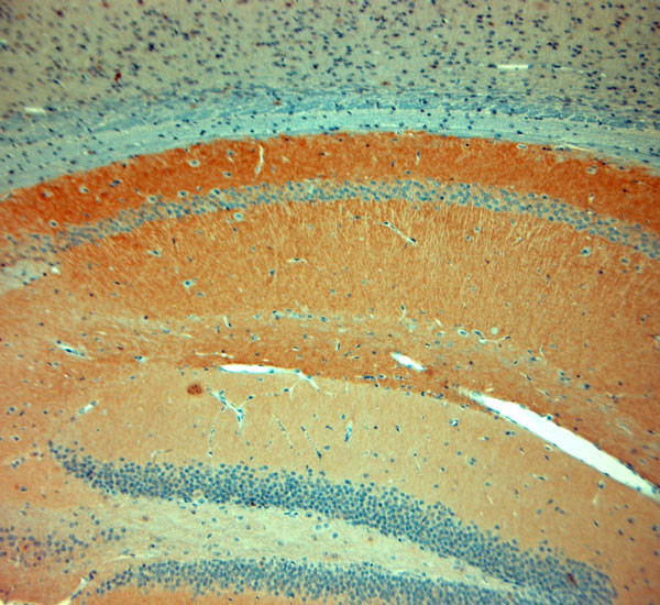 AMPA1 Antibody in Immunohistochemistry (Paraffin) (IHC (P))