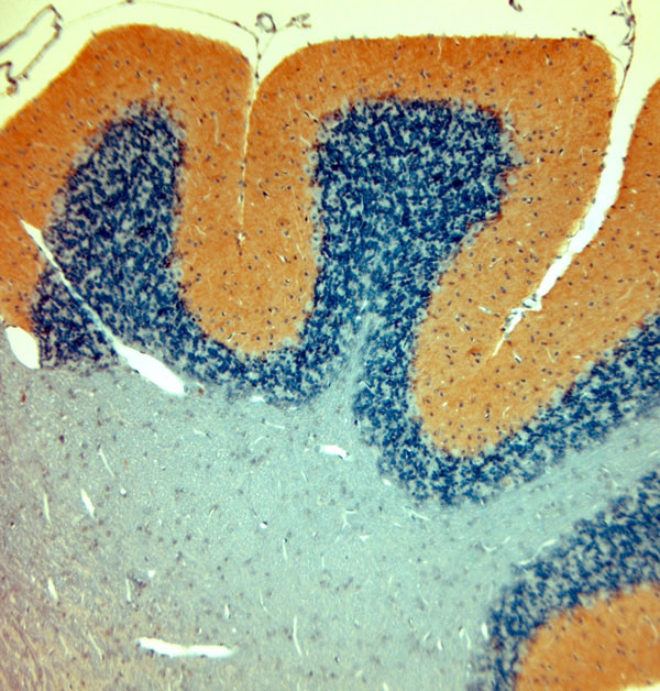 AMPA1 Antibody in Immunohistochemistry (Paraffin) (IHC (P))