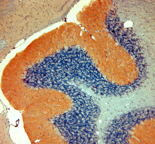 AMPA1 Antibody in Immunohistochemistry (Paraffin) (IHC (P))