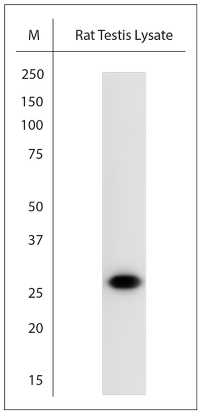 Artemin Antibody in Western Blot (WB)