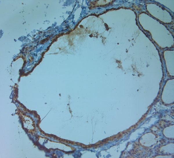 AQP9 Antibody in Immunohistochemistry (Paraffin) (IHC (P))