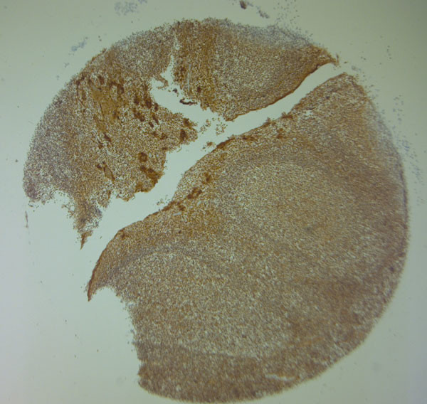 AQP9 Antibody in Immunohistochemistry (Paraffin) (IHC (P))