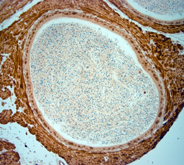 AQP4 Antibody in Immunohistochemistry (Paraffin) (IHC (P))