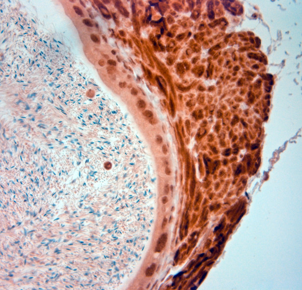 AQP4 Antibody in Immunohistochemistry (Paraffin) (IHC (P))