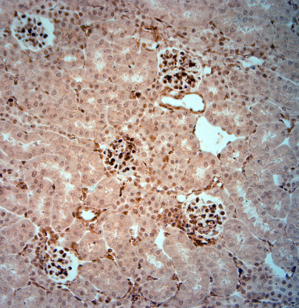 AQP4 Antibody in Immunohistochemistry (Paraffin) (IHC (P))