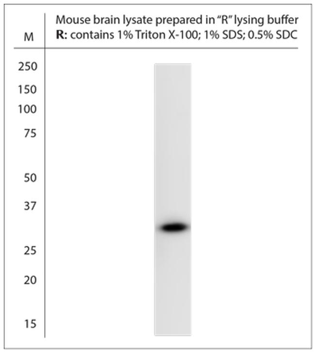 AQP4 Antibody in Western Blot (WB)