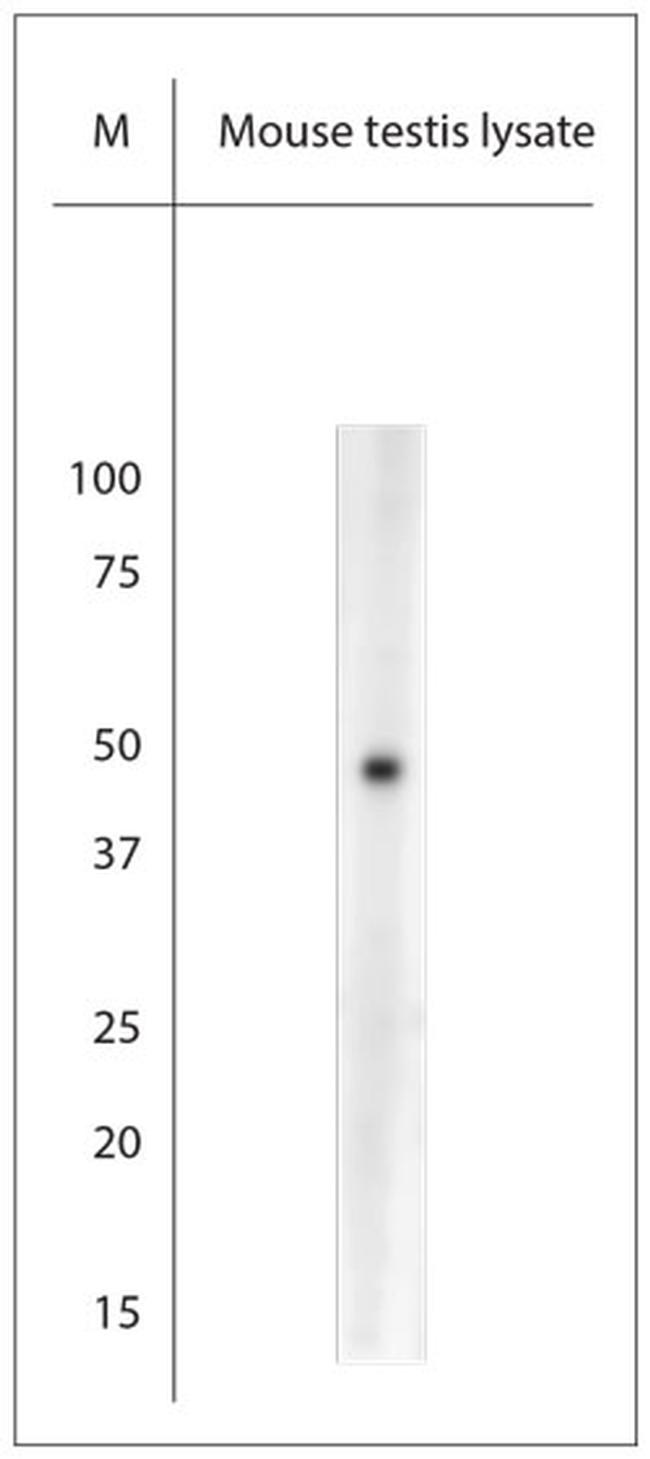 AQP8 Antibody in Western Blot (WB)