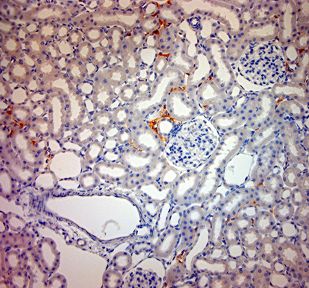 ACE2 Antibody in Immunohistochemistry (Paraffin) (IHC (P))