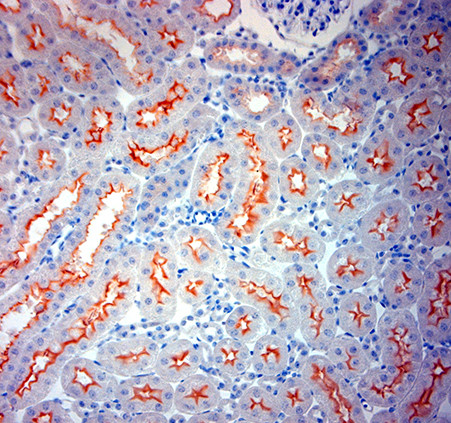 ACE2 Antibody in Immunohistochemistry (Paraffin) (IHC (P))