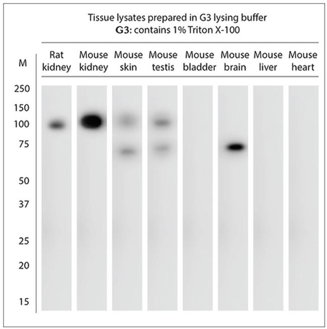 ACE2 Antibody in Western Blot (WB)