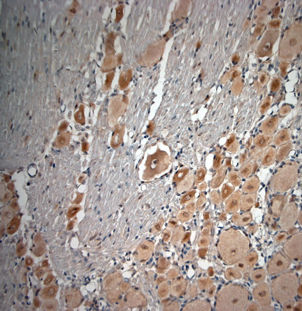 pro BDNF Antibody in Immunohistochemistry (Paraffin) (IHC (P))