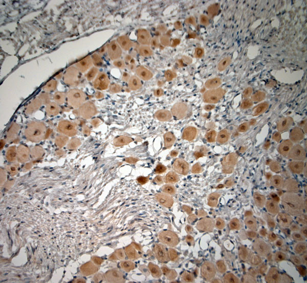 pro BDNF Antibody in Immunohistochemistry (Paraffin) (IHC (P))