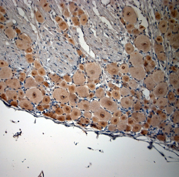 pro BDNF Antibody in Immunohistochemistry (Paraffin) (IHC (P))