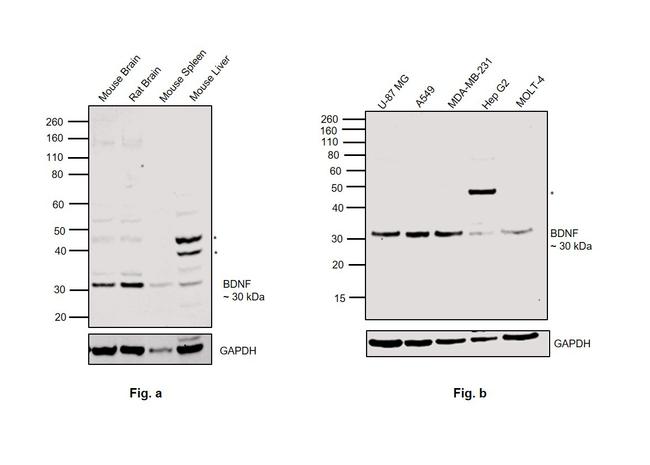 BDNF Antibody in Western Blot (WB)