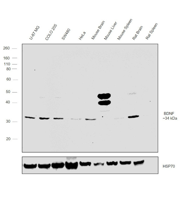 BDNF Antibody