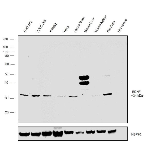 BDNF Antibody in Western Blot (WB)