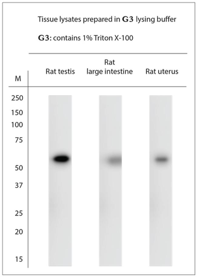 Beclin1 Antibody in Western Blot (WB)