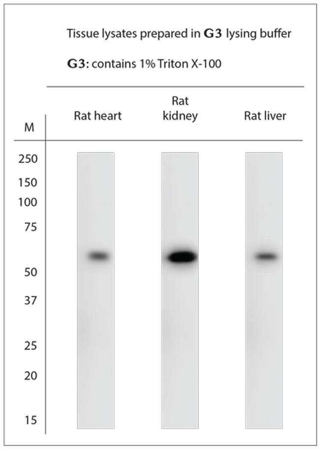 Beclin1 Antibody in Western Blot (WB)