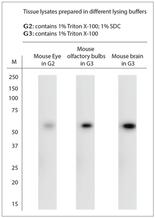 Beclin1 Antibody in Western Blot (WB)