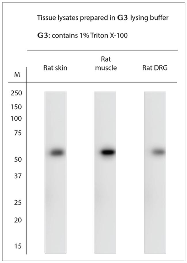 Beclin1 Antibody in Western Blot (WB)