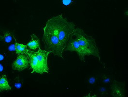 OSBPL11 Antibody in Immunocytochemistry (ICC/IF)